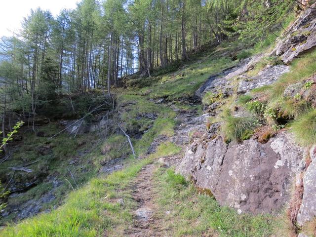 ...und tauchen danach wieder in den schönen Lärchenwald