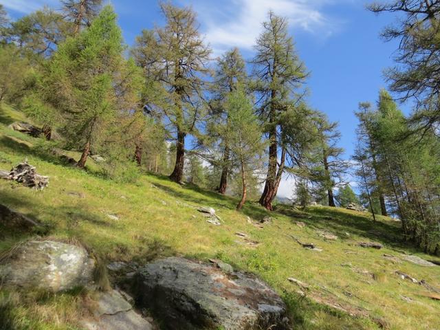 wir durchwandern eine romantische Waldlichtung...