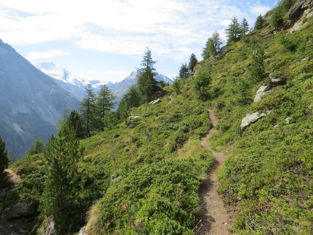 wir erreichen die Waldgrenze...