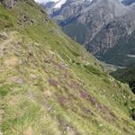 der bisher einfache Wanderweg von der Weisshornhütte hinunter zur Schatzplatte...