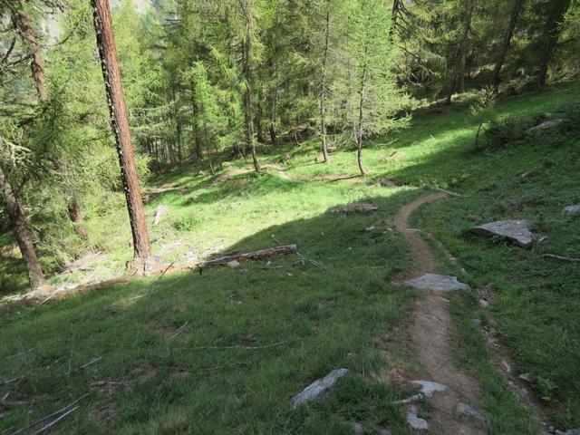 der Hüttenweg durch diesen sehr schönen Lärchenwald ist grandios