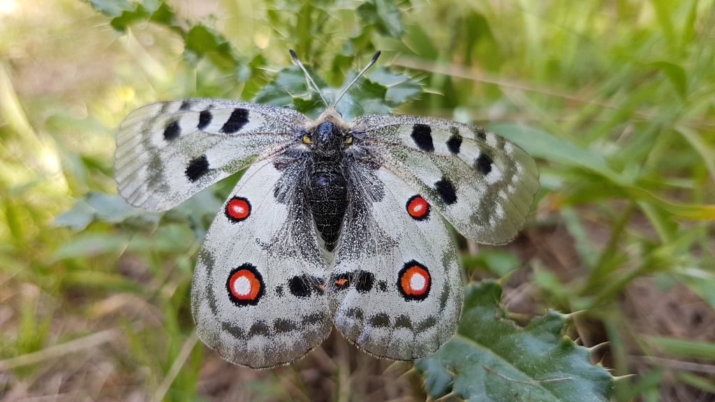 der Rote Apollo oder Apollofalter (Parnassius apollo) ist ein in Europa stark bedrohter und streng geschützter Schmetterling