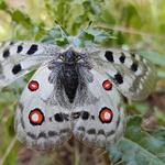 der Rote Apollo oder Apollofalter (Parnassius apollo) ist ein in Europa stark bedrohter und streng geschützter Schmetterling