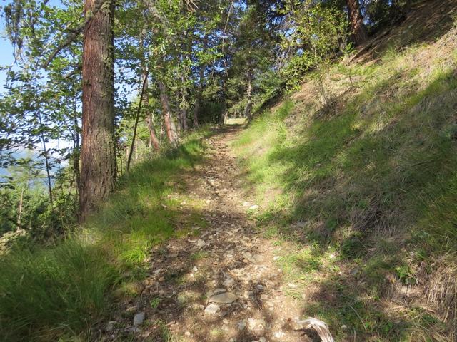 ...und wandern nun im Telwald bleibend bergan