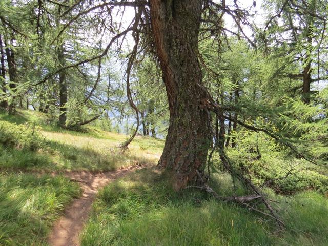 wir durchwandern wieder den schönen lichten Lärchenwald...