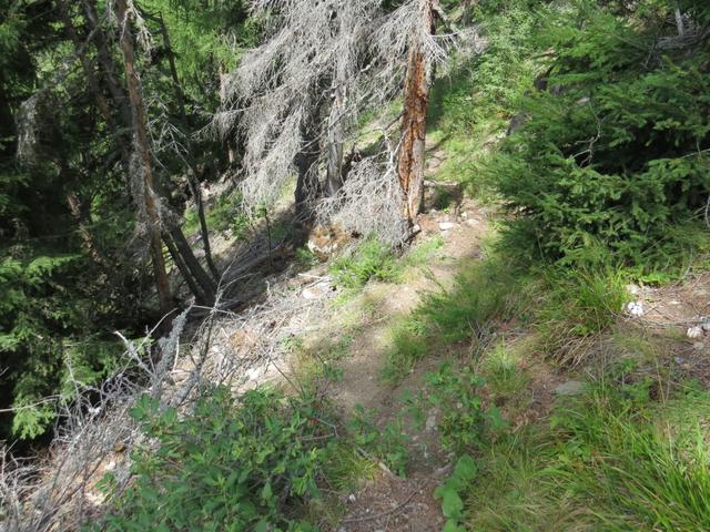 ...bei einer unscheinbaren Wegkreuzung, der kleine Pfad rechts von der Strasse in den Wald hinunter schwenkt