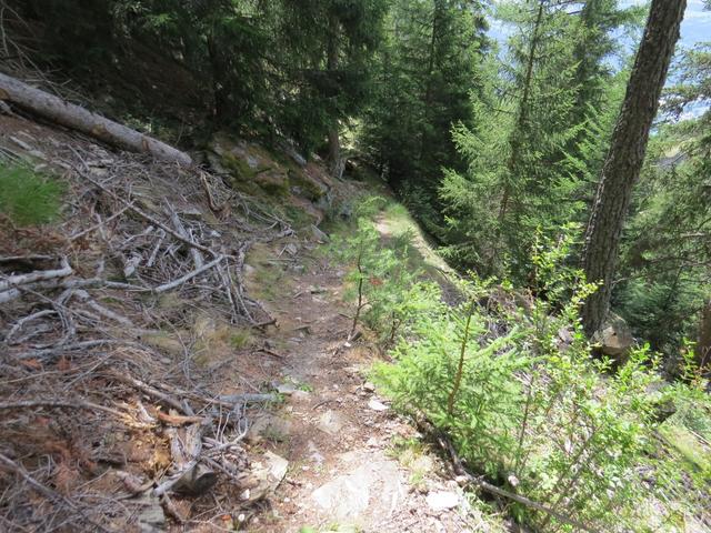 steil führt der Wanderweg nun durch diesen sich selbst überlassenen Wald