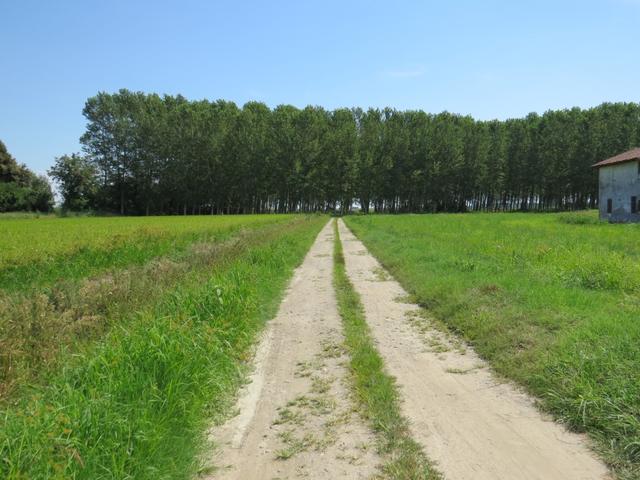 die Via Francigena führt einem immer wieder durch künstlich angelegte Wälder