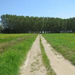 die Via Francigena führt einem immer wieder durch künstlich angelegte Wälder