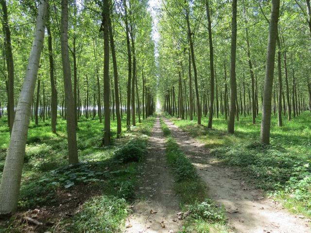 Schachbrettmuster mässig wurden die Bäume angepflanzt. Aus diesem Holz werden Pellets hergestellt