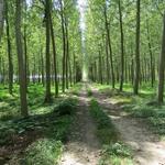 Schachbrettmuster mässig wurden die Bäume angepflanzt. Aus diesem Holz werden Pellets hergestellt