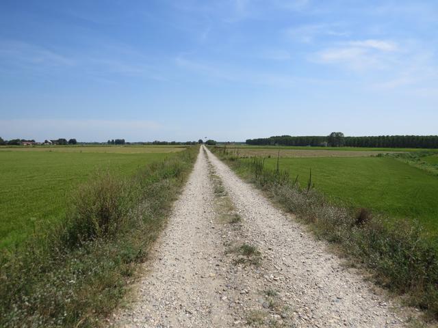 wie auf dem Jakobsweg in Kastilien, nur hier ist es Reis. In der Meseta war es Weizen