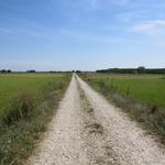 wie auf dem Jakobsweg in Kastilien, nur hier ist es Reis. In der Meseta war es Weizen