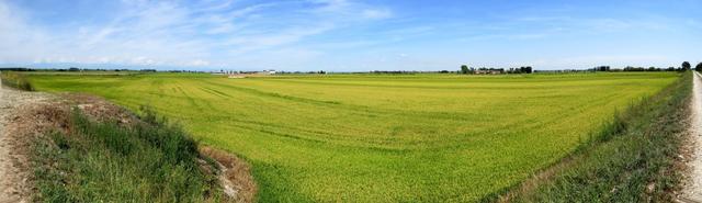 schönes Breitbildfoto mit Blick über die scheinbar unendlichen Reisfelder