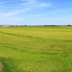 schönes Breitbildfoto mit Blick über die scheinbar unendlichen Reisfelder
