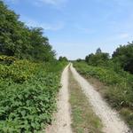 auch an diesem Tag, wurde die Wegführung der Via Francigena gut erstellt. Keine Autos weit und breit