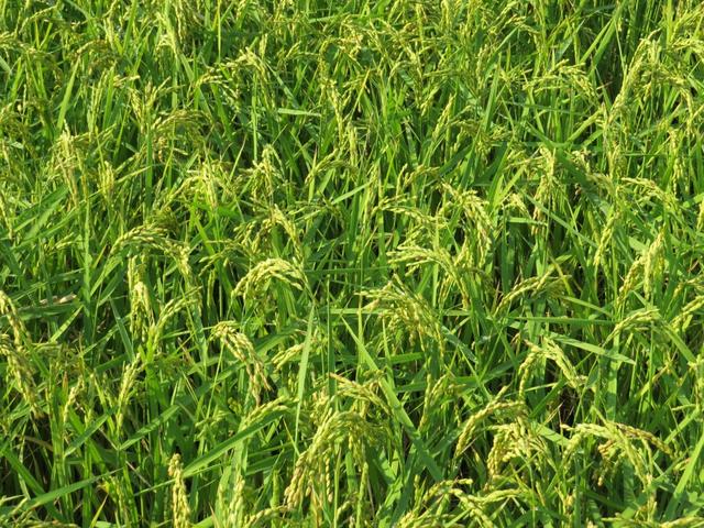 die Lomellina das Gebiet das wir heute durchlaufen, ist das grösste Reisanbaugebiet von Europa