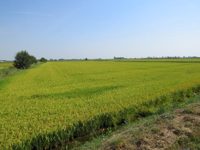 um Reis erfolgreich anpflanzen zu können, brauchts neben Wasser auch Wärme. Und die ist auch heute wieder vorhanden