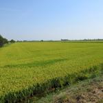 um Reis erfolgreich anpflanzen zu können, brauchts neben Wasser auch Wärme. Und die ist auch heute wieder vorhanden