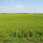 mit einer Vielzahl von Schleusen wird das Wasserniveau reguliert