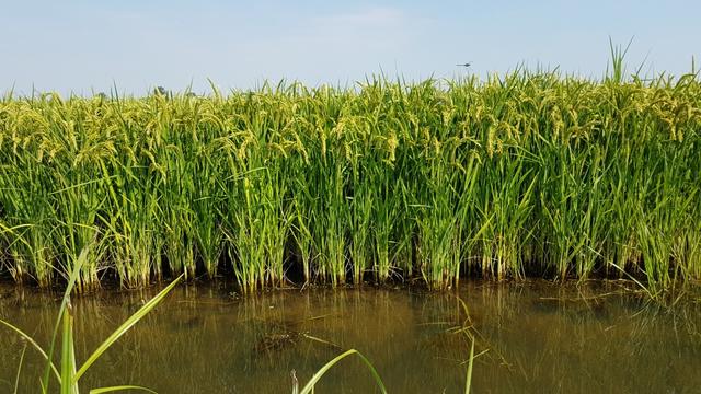 die Reisfelder mit ihren aufwändigen Bewässerungseinrichtungen sind das Kapital der Lomellina
