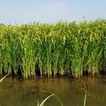 die Reisfelder mit ihren aufwändigen Bewässerungseinrichtungen sind das Kapital der Lomellina