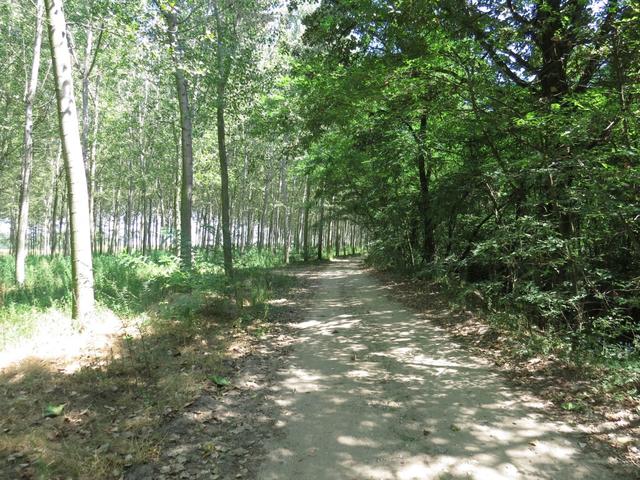 bei dieser Hitze sind wir froh das der Weg ab und zu durch schattenspendende Wälder führt