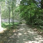 bei dieser Hitze sind wir froh das der Weg ab und zu durch schattenspendende Wälder führt