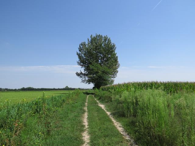 auch bei dieser Etappe ist die Routenwahl der Via Francigena sehr gut gewählt worden