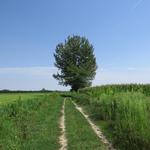 auch bei dieser Etappe ist die Routenwahl der Via Francigena sehr gut gewählt worden