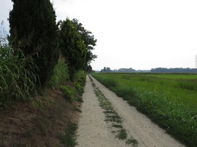 wie mit dem Lineal gezogen, ziehen sich die Feldwege durch die Gegend