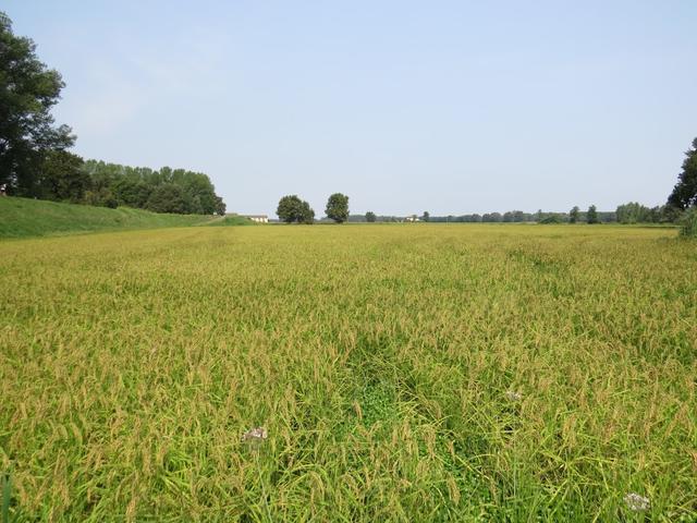 ...durchqueren wir unendliche Reisfelder