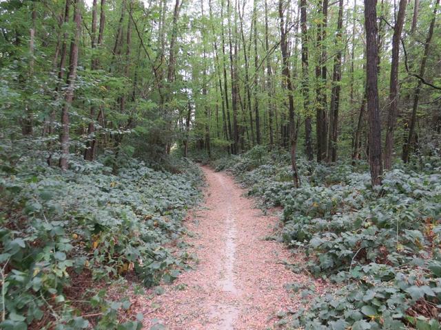 teilweise durch dichten Wald und bei einer unglaublichen Hitze...