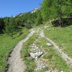 nur wenige kleine Lärchen, die sich im Lawinenhang oberhalb des Lac de Derborence zu behaupten versuchen, säumen den Wanderweg