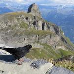 auch die Bergdohle geniesst die Aussicht