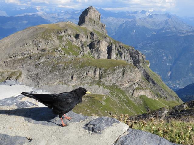 auch die Bergdohle geniesst die Aussicht