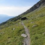 hier beginnt ein neu erstellter Höhenweg, der ohne Höhenverlust zur Bergstation des Sessellifts Ovronnaz-Bougnone führt