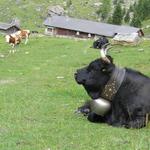 der Wanderweg ist teilweise nicht mehr sichtbar. Die Alphütte bei Nant gibt aber einem die Richtung an