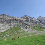 ...zu den gefalteten Felsmassen der Diablerets-Kette zur Linken. Dort oben sind wir auch schon gestanden