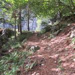 zum Glück geht es zwischendurch durch den schatten spendenden Wald. Die Sonne brennt erbarmungslos