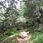 ohne eine Verschnaufpause führt uns der steile, bis sehr steile Wanderweg hinauf nach Corwetsch