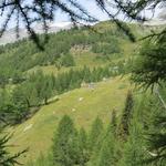 plötzlich taucht vor uns die verfallene Alpsiedlung auf der Alp Gorwetsch auf