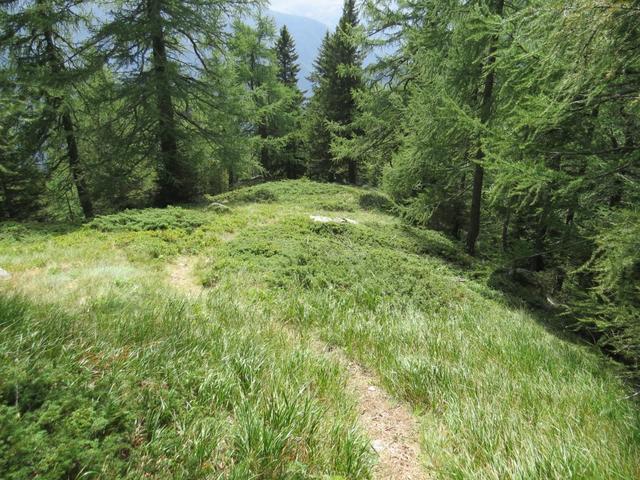 der weiterhin gut ersichtliche Wanderweg folgt kurz einem Geländesporn