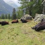 ...dies zeigt uns, obwohl fast an der Italienischen Grenze , das wir uns noch im Wallis befinden