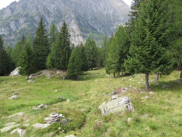 wir verlassen die Alp Pianeza und laufen zur nächsten weiterhin steil abwärts