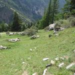 die grosse Schleife der Alpstrasse bei Sistulmatta, kann wieder über einen Wanderweg abgekürzt werden