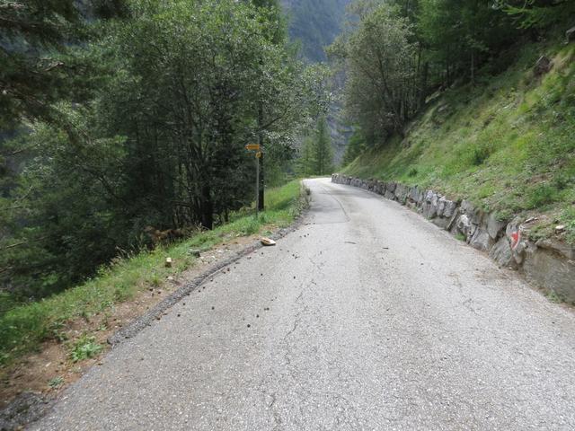 kurz nach Sistulmatta biegt der schlecht ersichtliche und markierte Wanderweg links von der Strasse weg