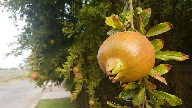 Granatäpfel am Wegesrand