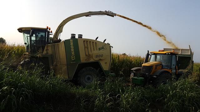 neben normalem Mais wird auch Mais für Biogas geerntet. Ökologischer Widerspruch!