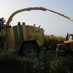 neben normalem Mais wird auch Mais für Biogas geerntet. Ökologischer Widerspruch!